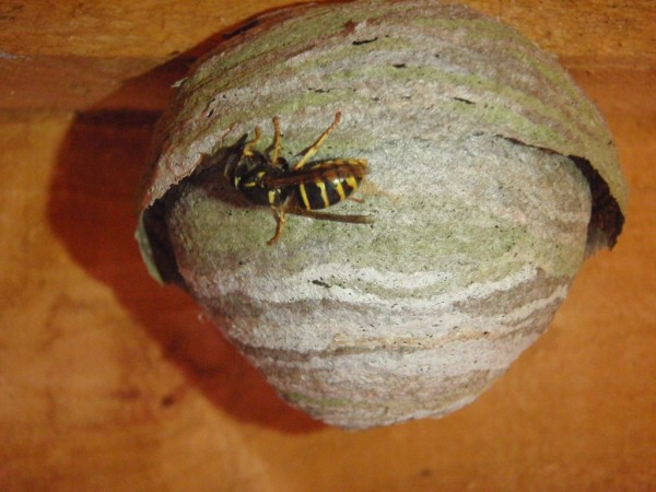 Wasp Nest in the Loft